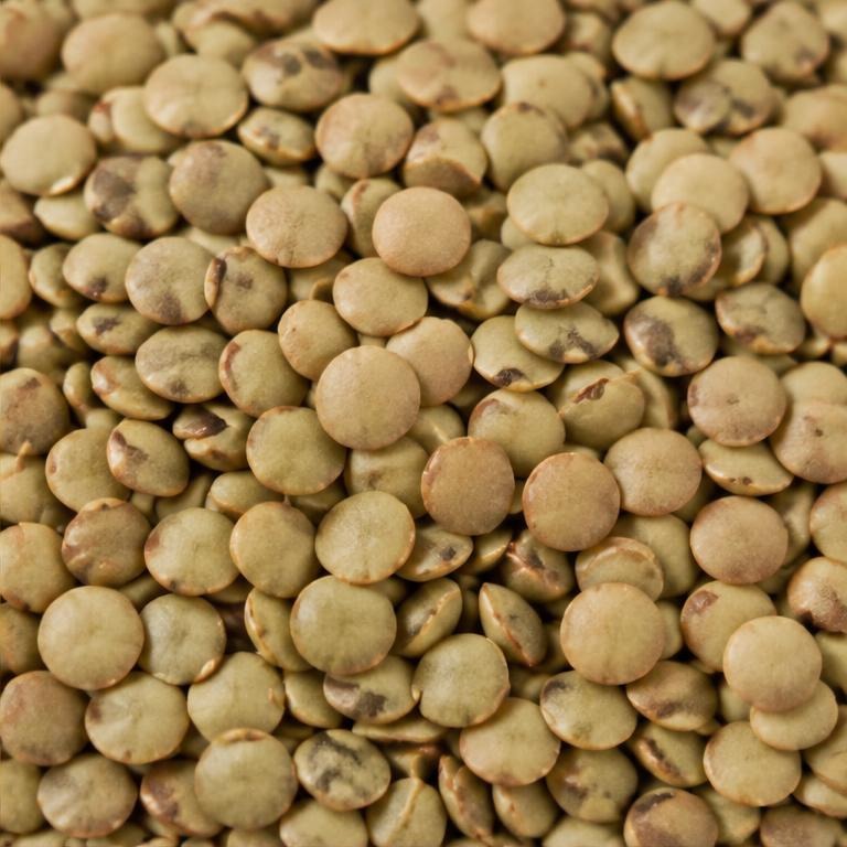 Representative whole dried green-brown lentils